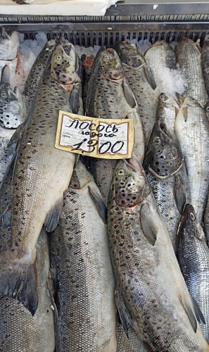 Росприроднадзор передал в суд материалы по факту незаконной торговли краснокнижной рыбой